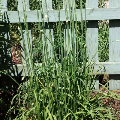 Garlic Chives